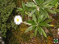 thn_NZ leden-unor 2006 171.jpg